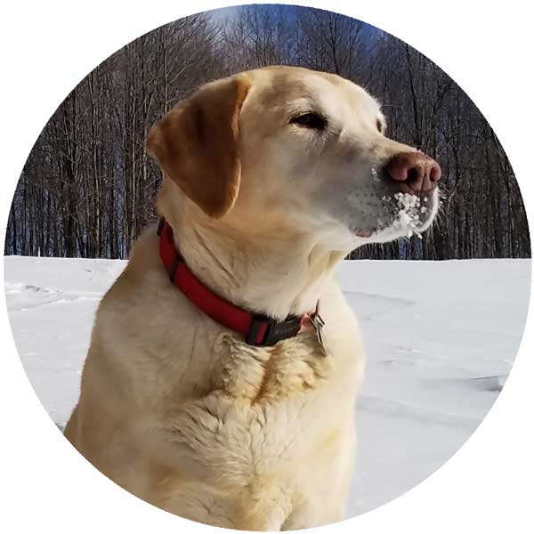 Backwoods dog